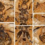 World’s earliest ant fossil discovered in Brazil, going back 113 million years