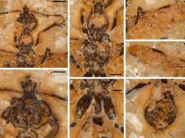 World’s earliest ant fossil discovered in Brazil, going back 113 million years