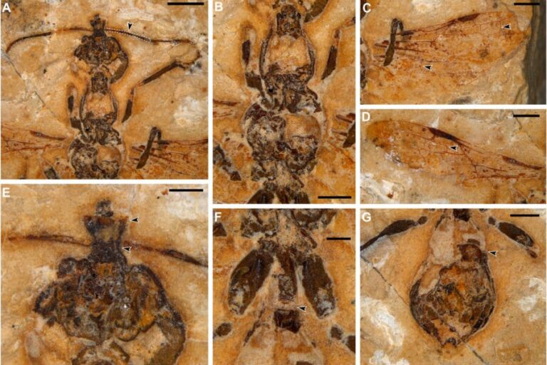 World’s earliest ant fossil discovered in Brazil, going back 113 million years